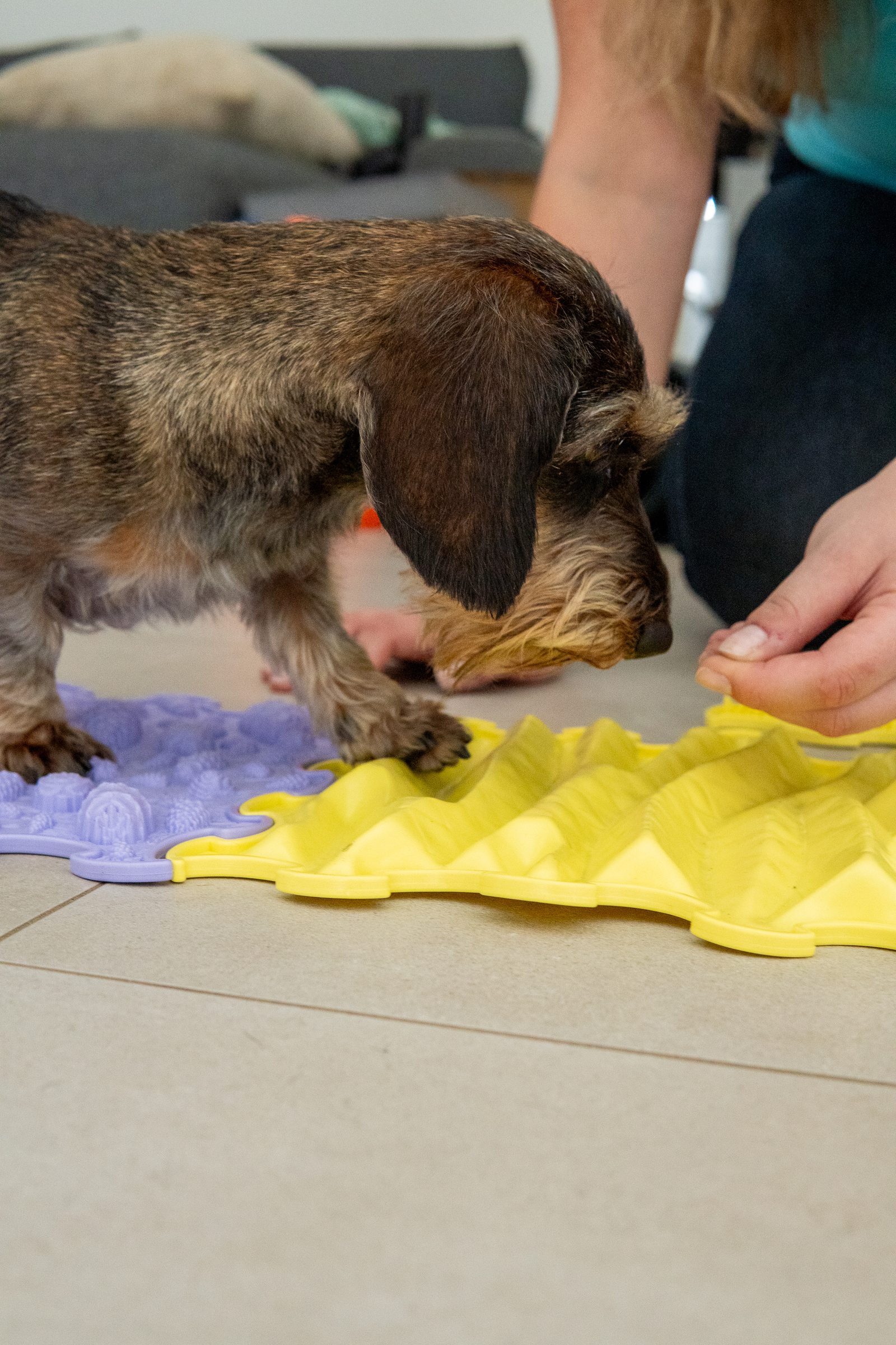Michelle Fernströning bei der Arbeit mit einem Hund